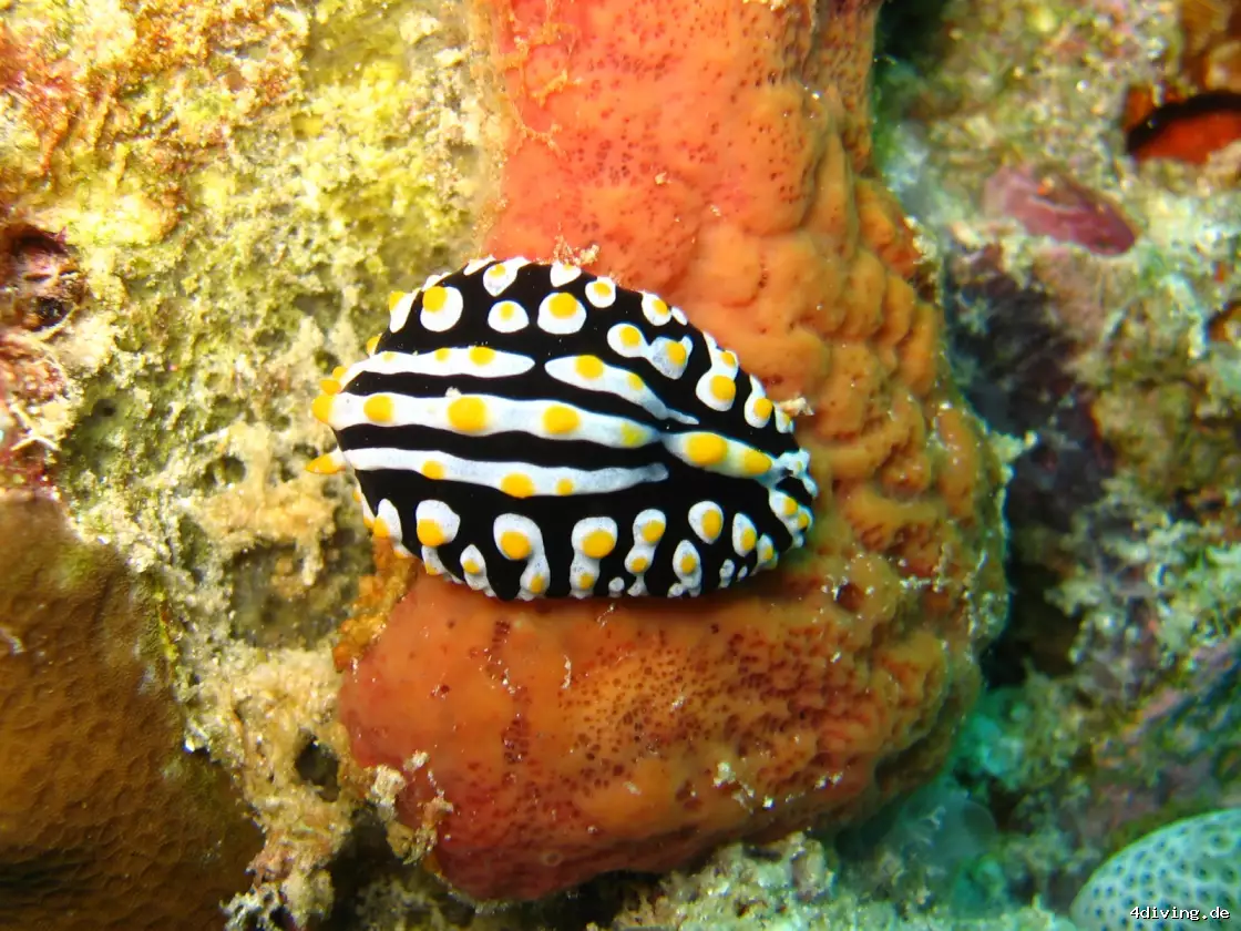 Tauchfoto olhuveli-12