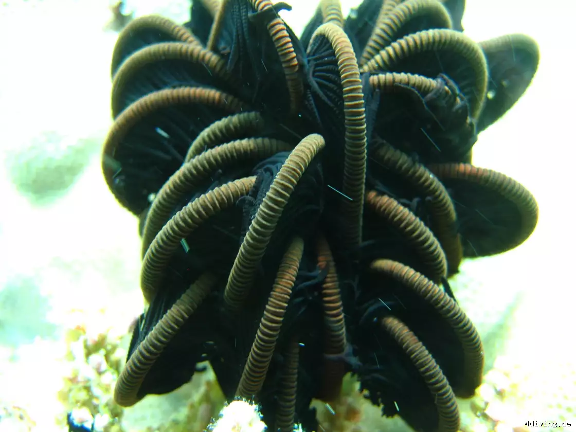 Tauchfoto olhuveli-14