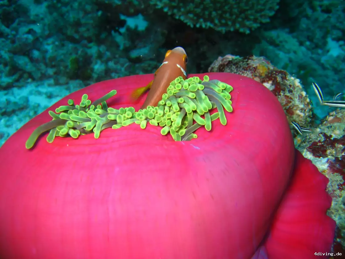 Tauchfoto olhuveli-15