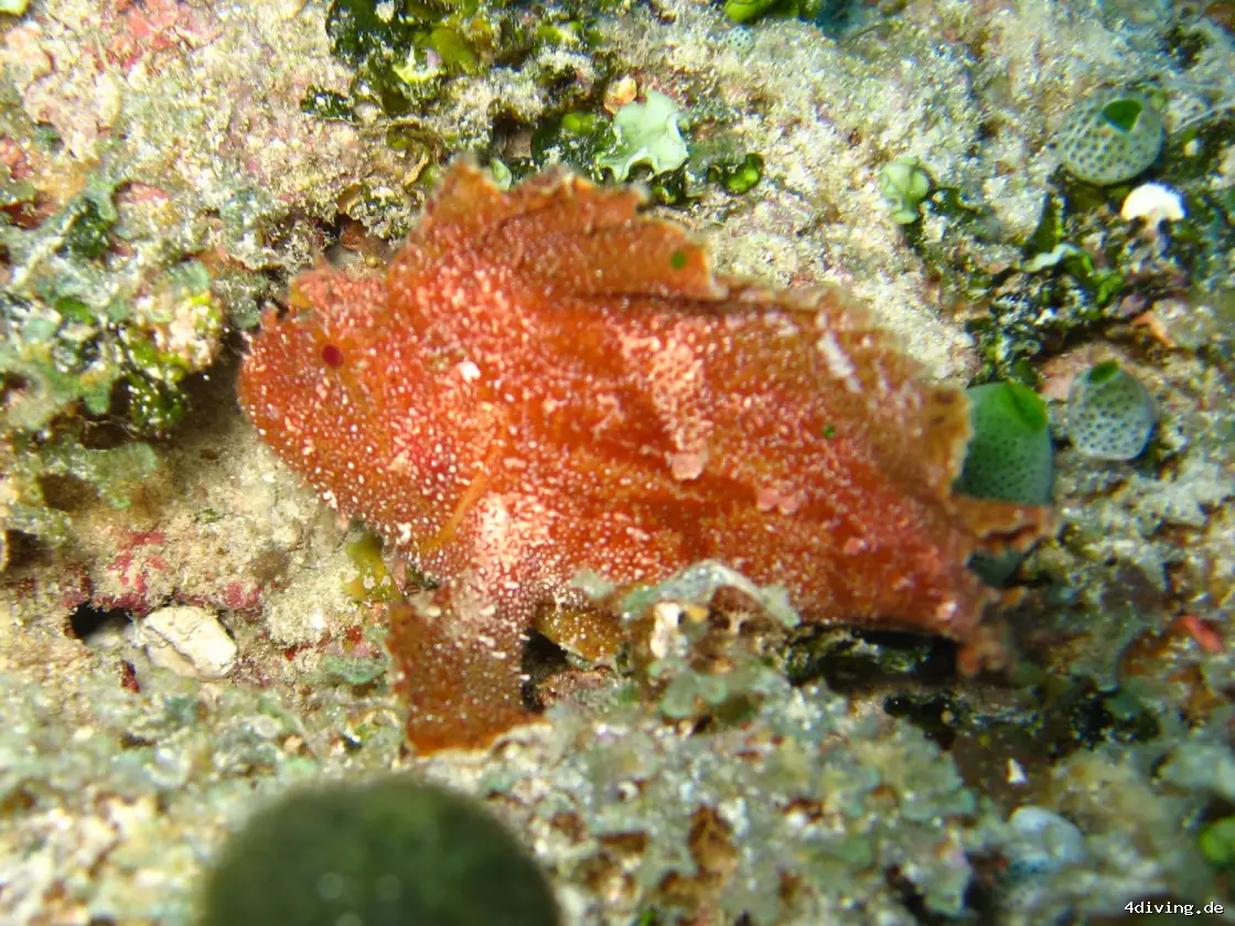 Tauchfoto olhuveli-16