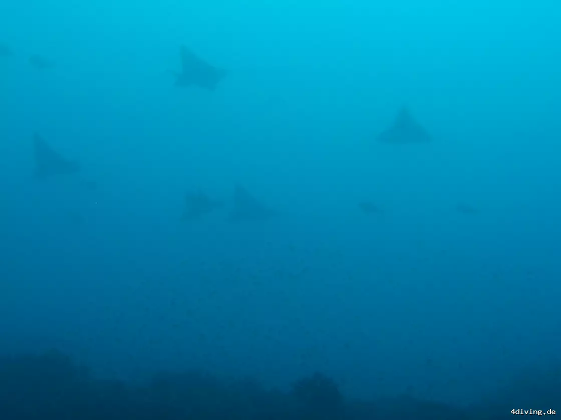 Tauchfoto olhuveli-17