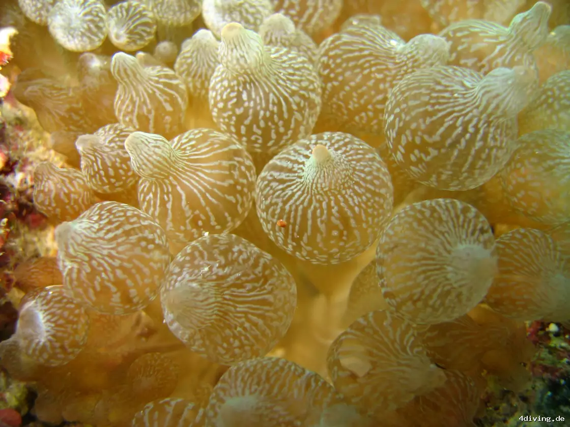 Tauchfoto olhuveli-18