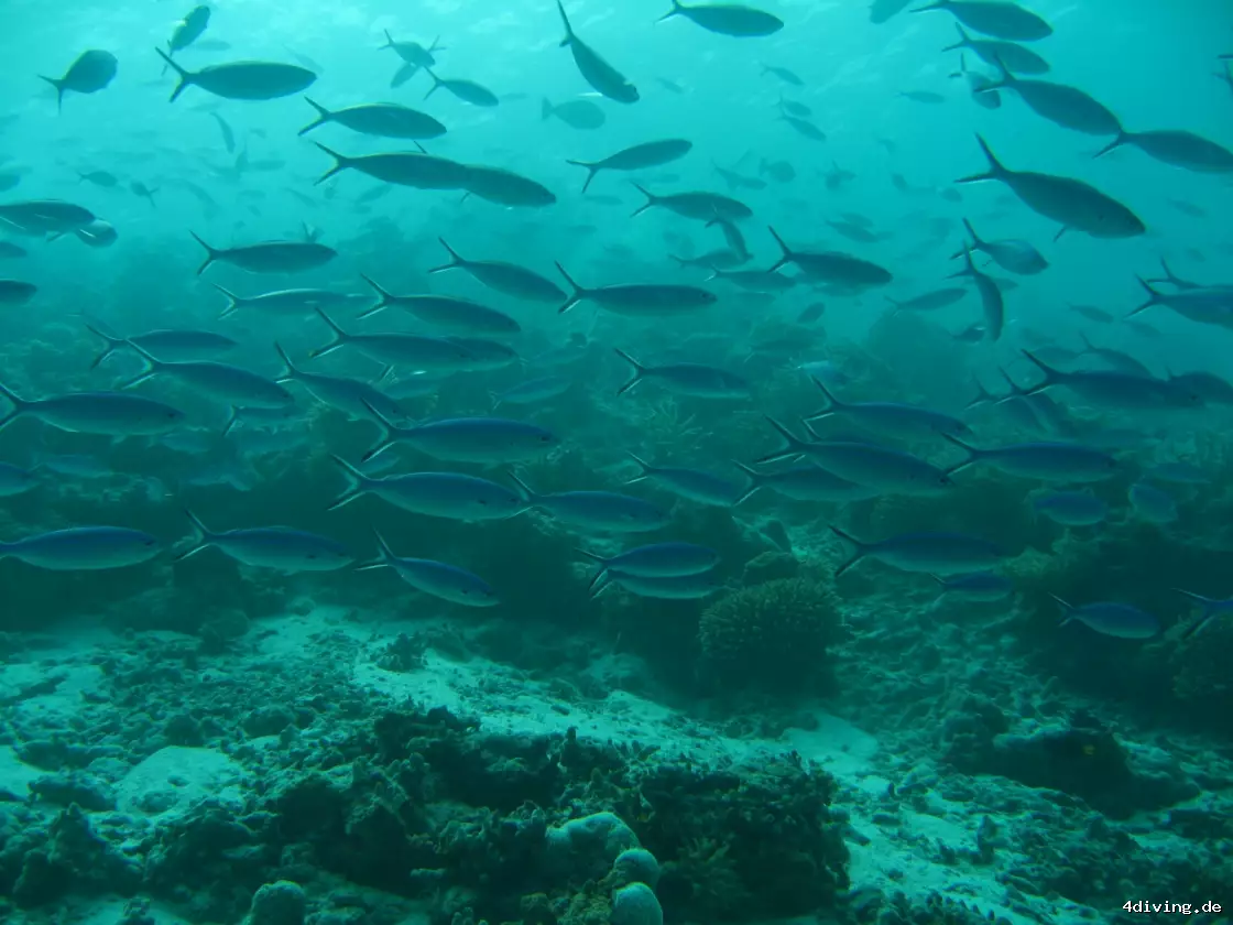 Tauchfoto olhuveli-19