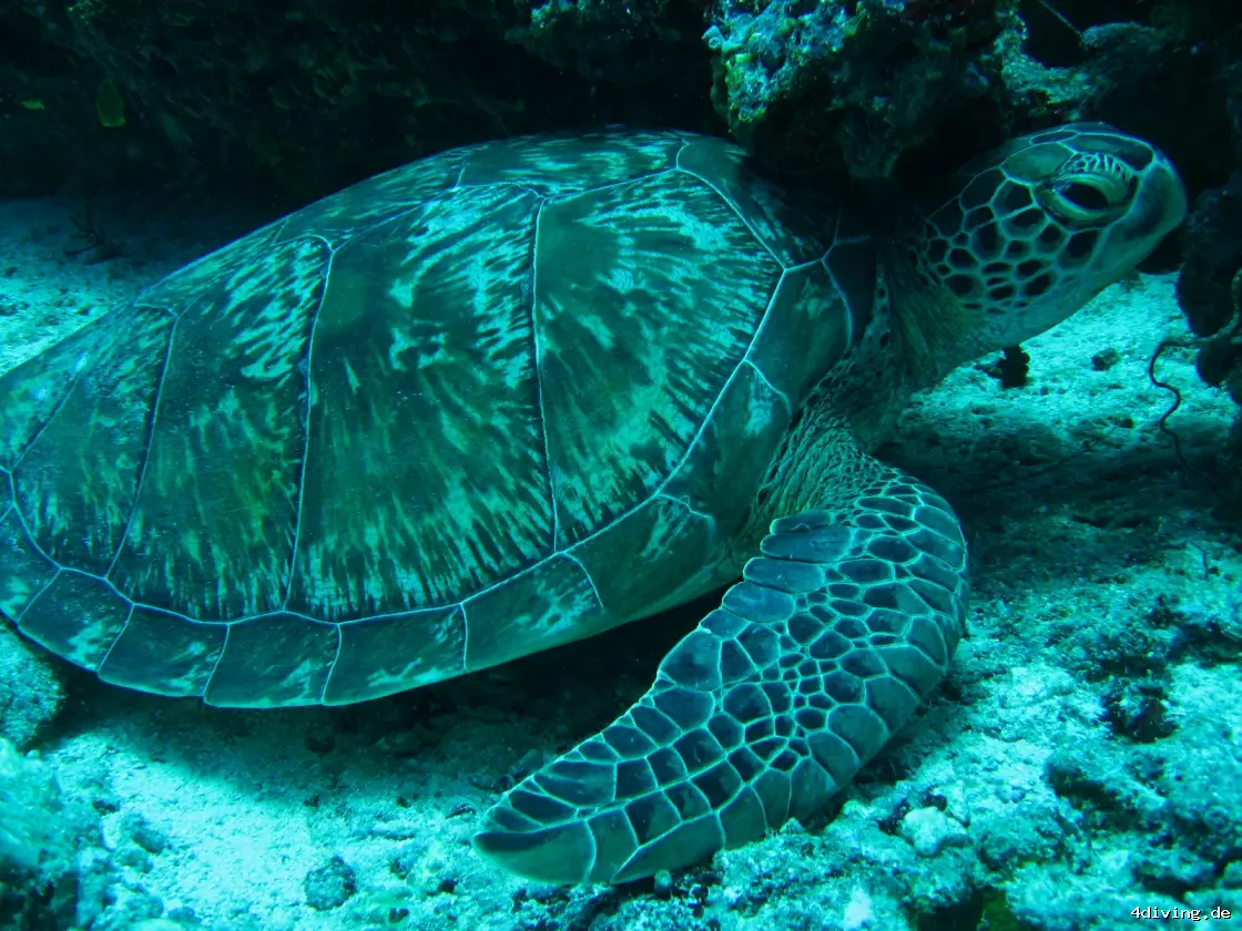 Tauchfoto olhuveli-23