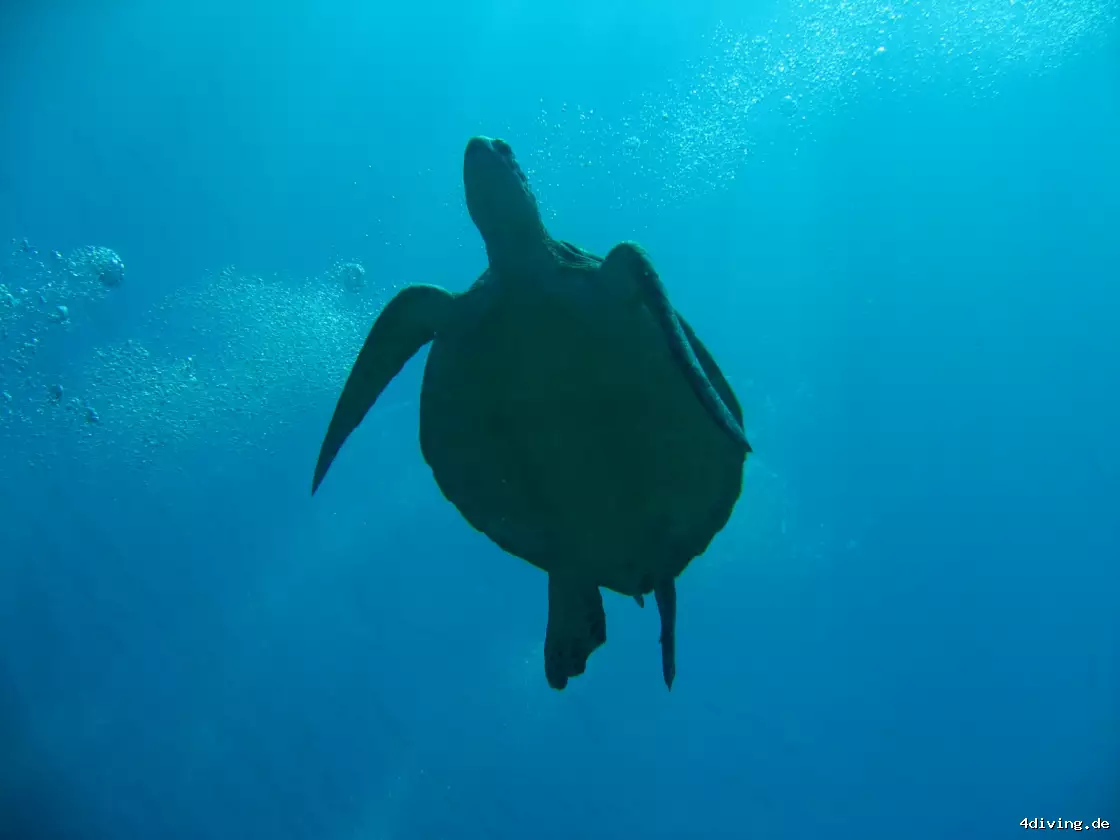 Tauchfoto olhuveli-24