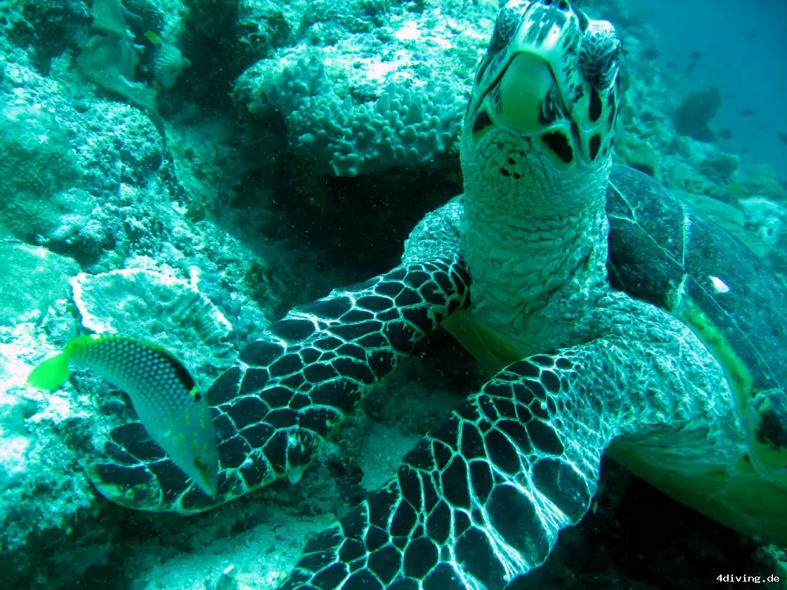 Tauchfoto olhuveli-26