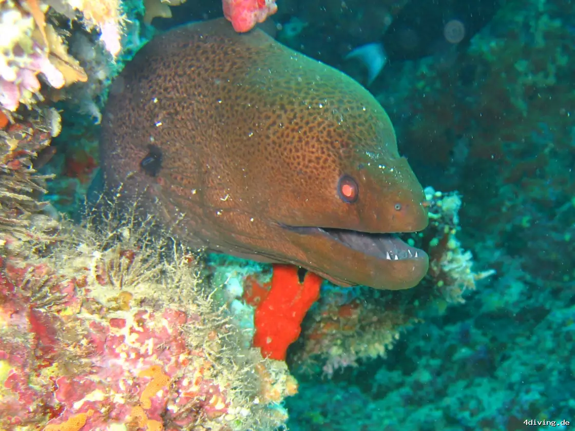 Tauchfoto olhuveli-28