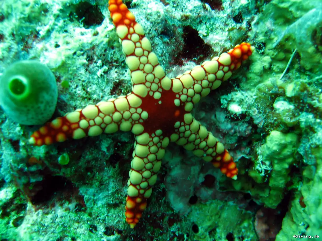 Tauchfoto olhuveli-29