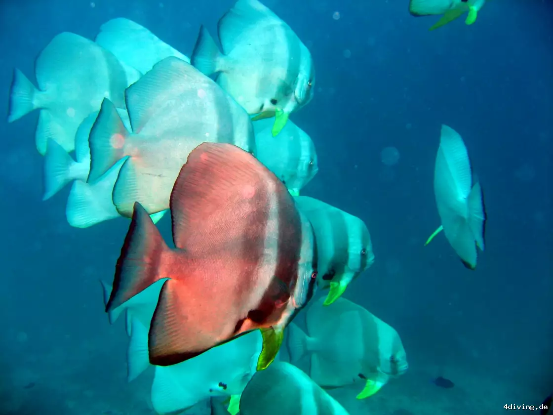 Tauchfoto olhuveli-30