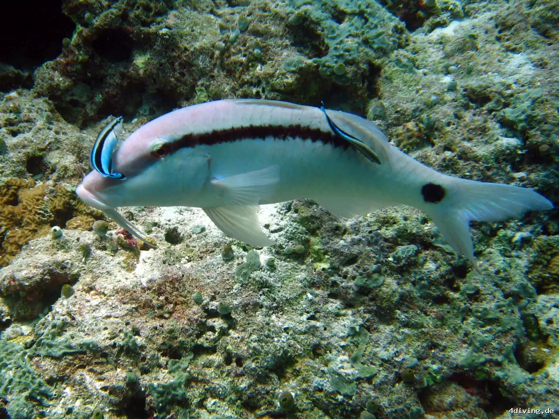 Tauchfoto olhuveli-32