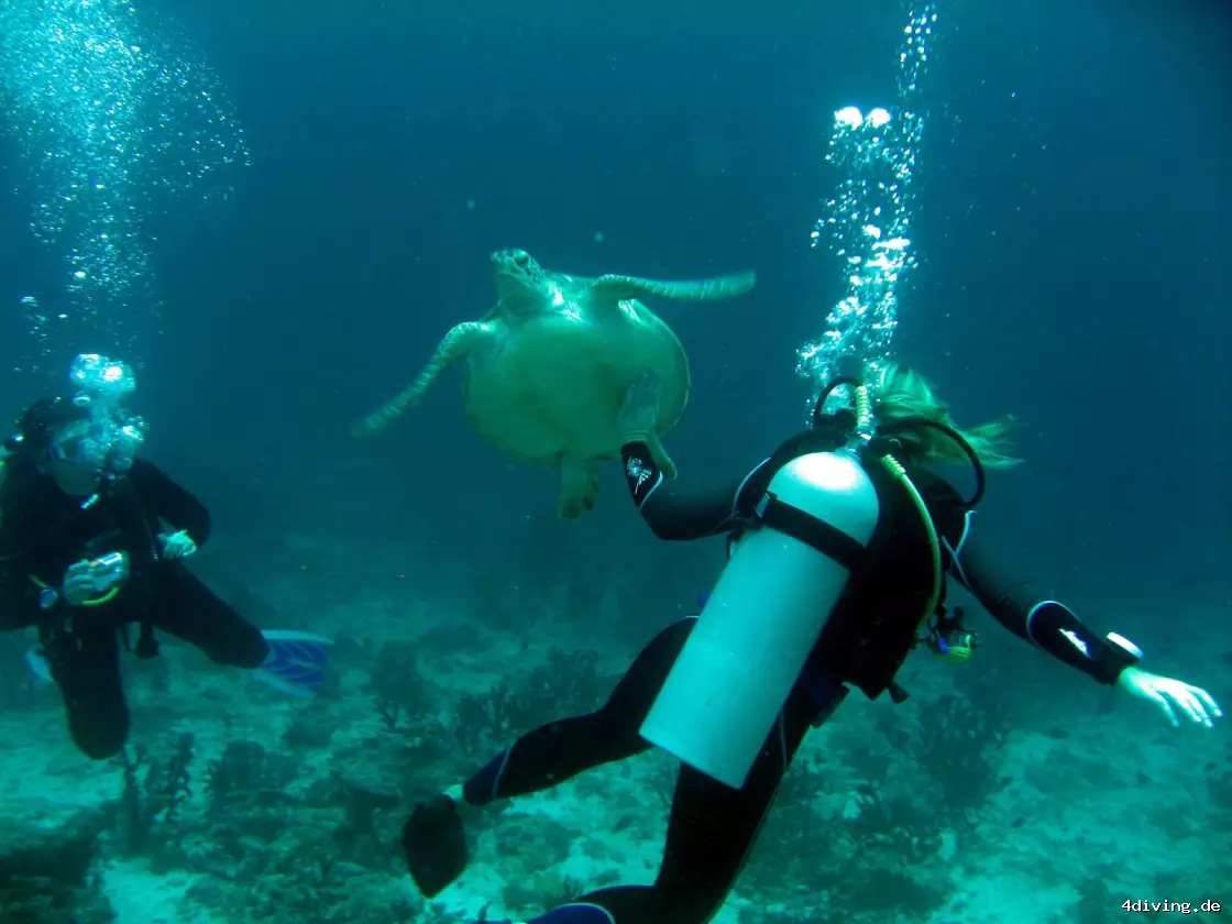 Tauchfoto olhuveli-33