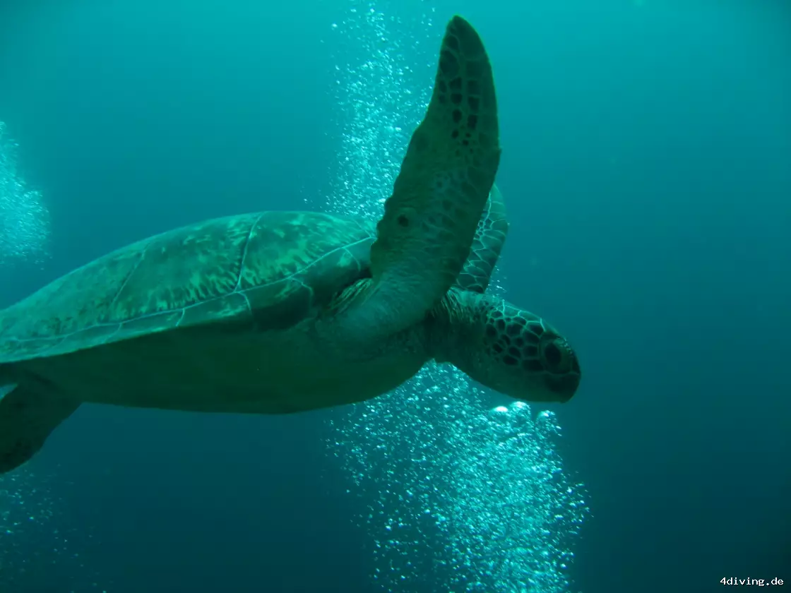 Tauchfoto olhuveli-34