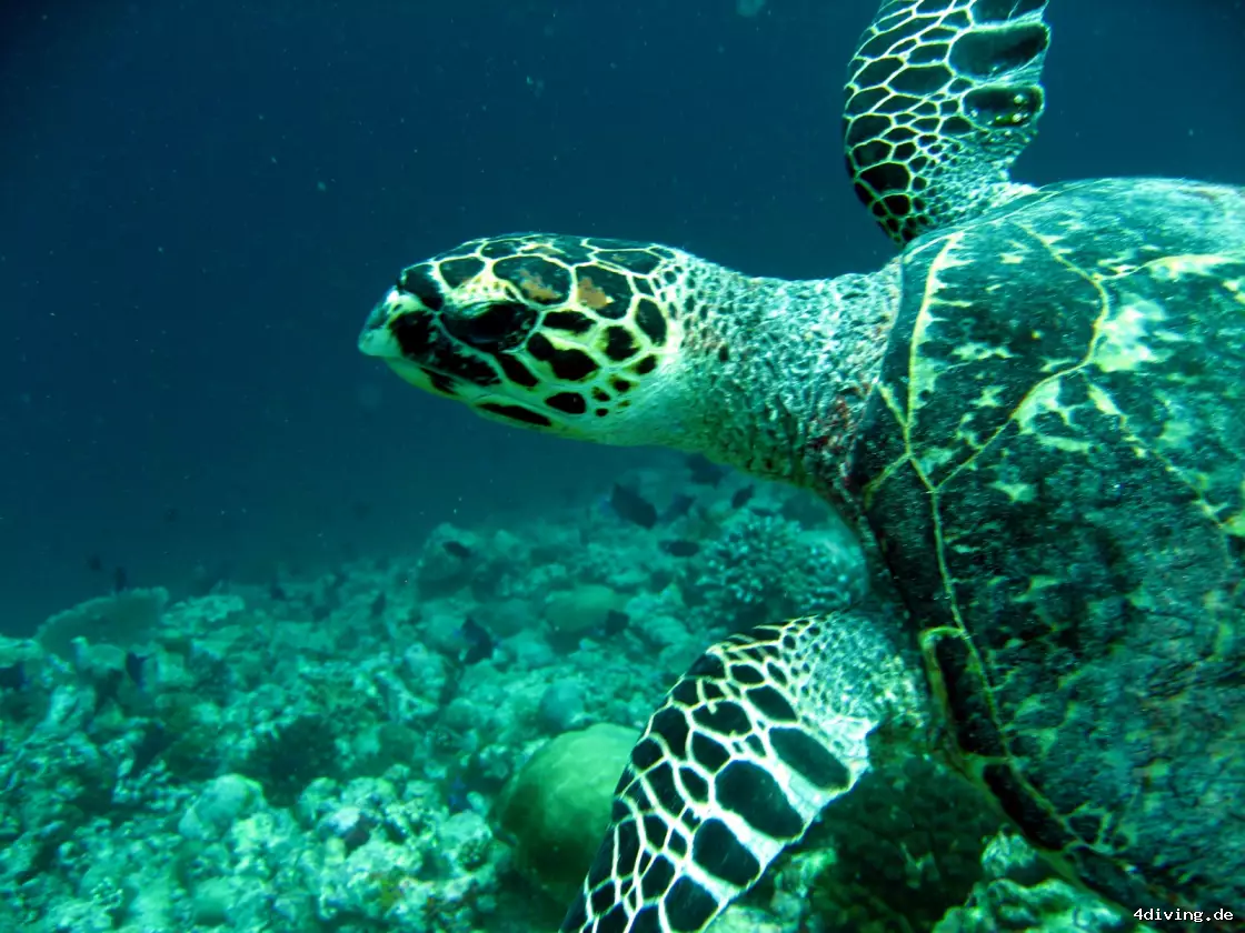 Tauchfoto olhuveli-38