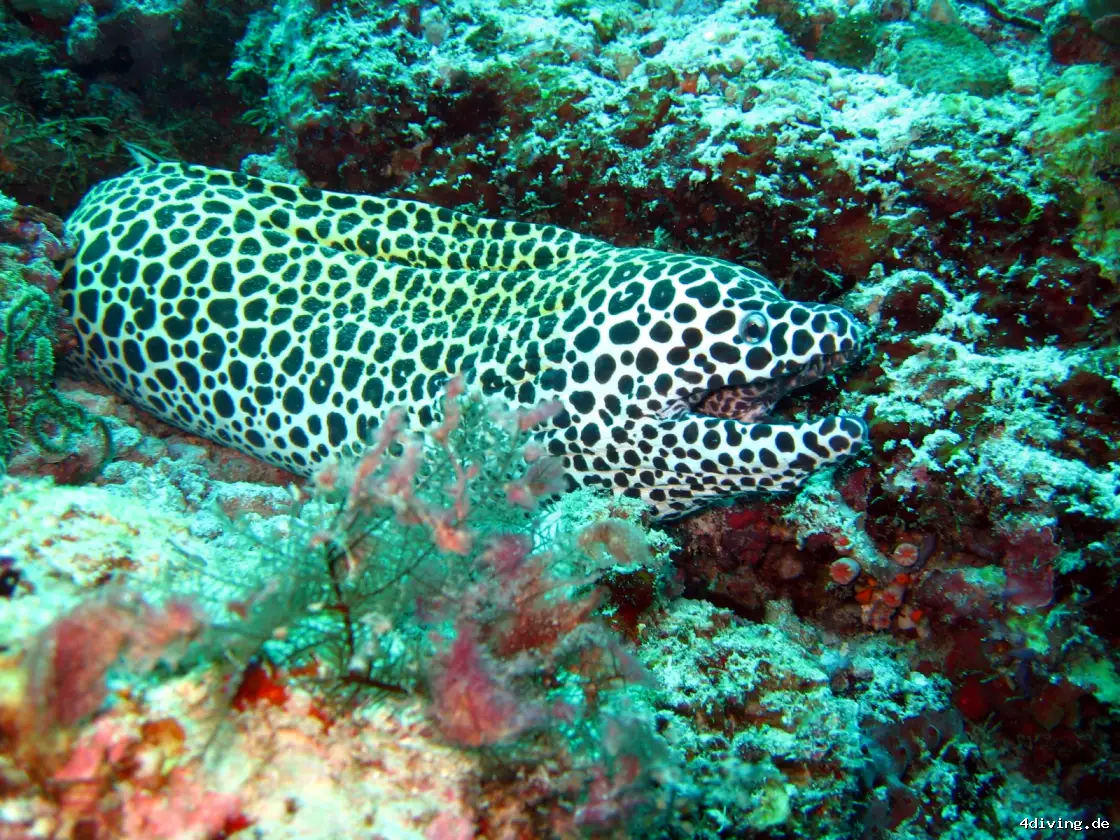 Tauchfoto olhuveli-39