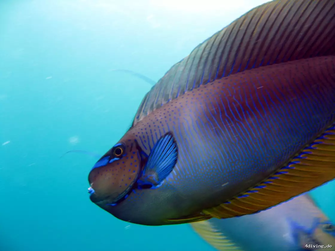 Tauchfoto olhuveli-41