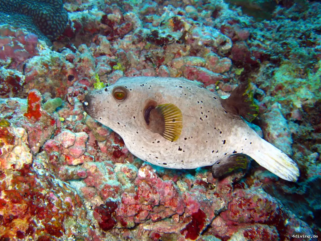 Tauchfoto olhuveli-42