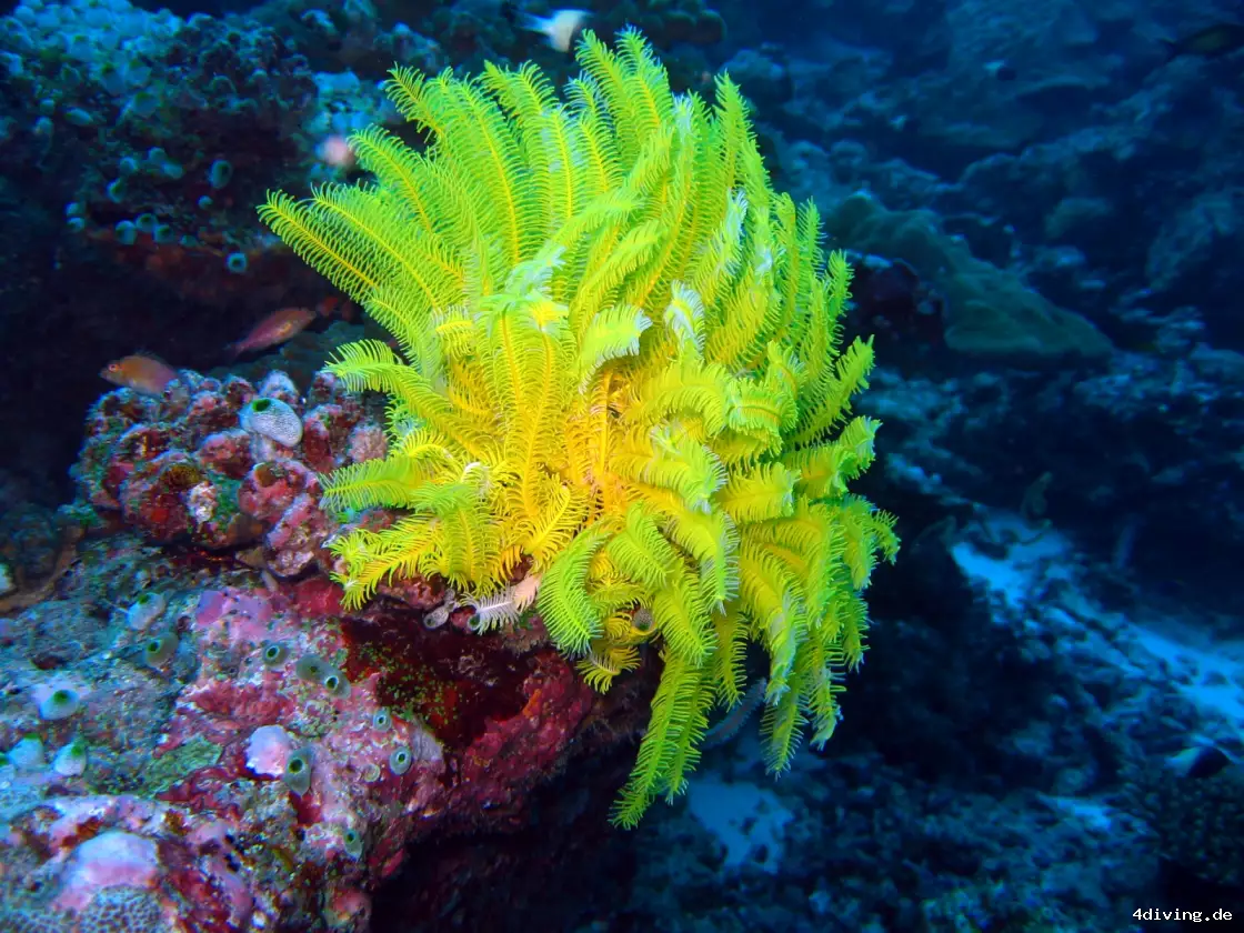 Tauchfoto olhuveli-45