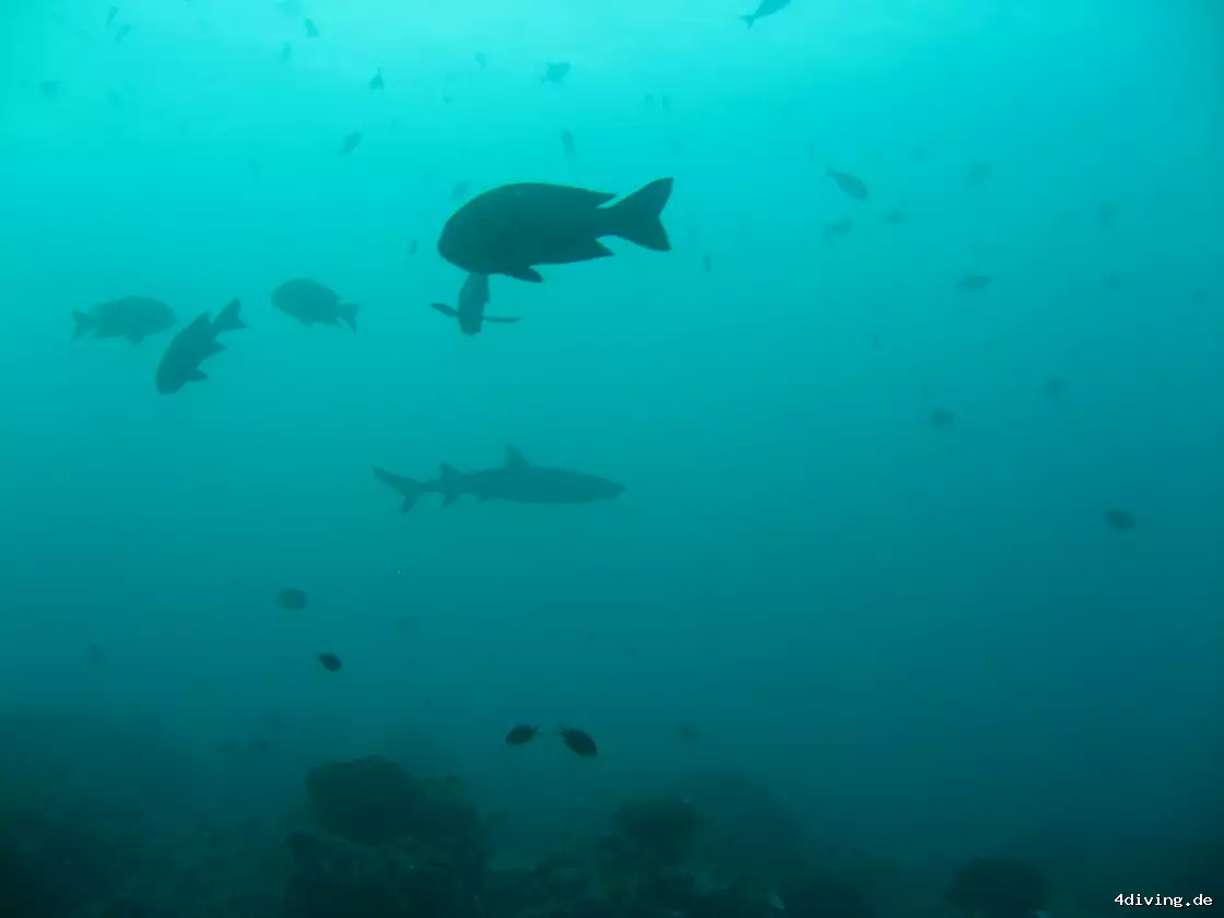 Tauchfoto olhuveli-46