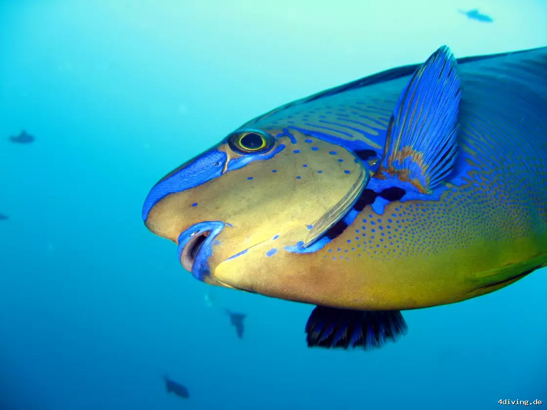 Tauchfoto olhuveli-47