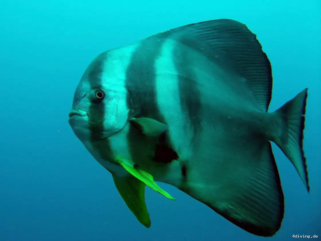 Tauchfoto olhuveli-48