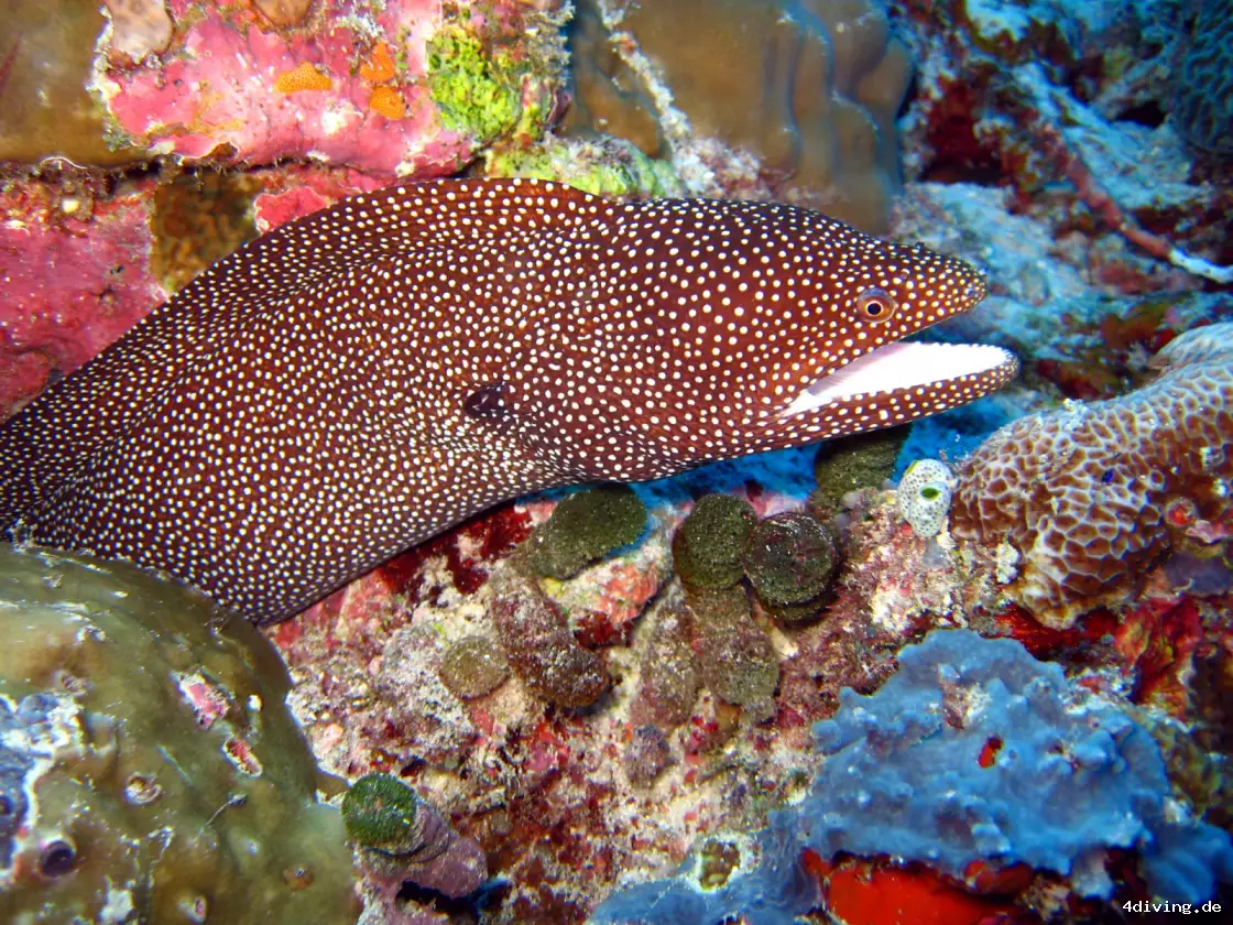 Tauchfoto olhuveli-50