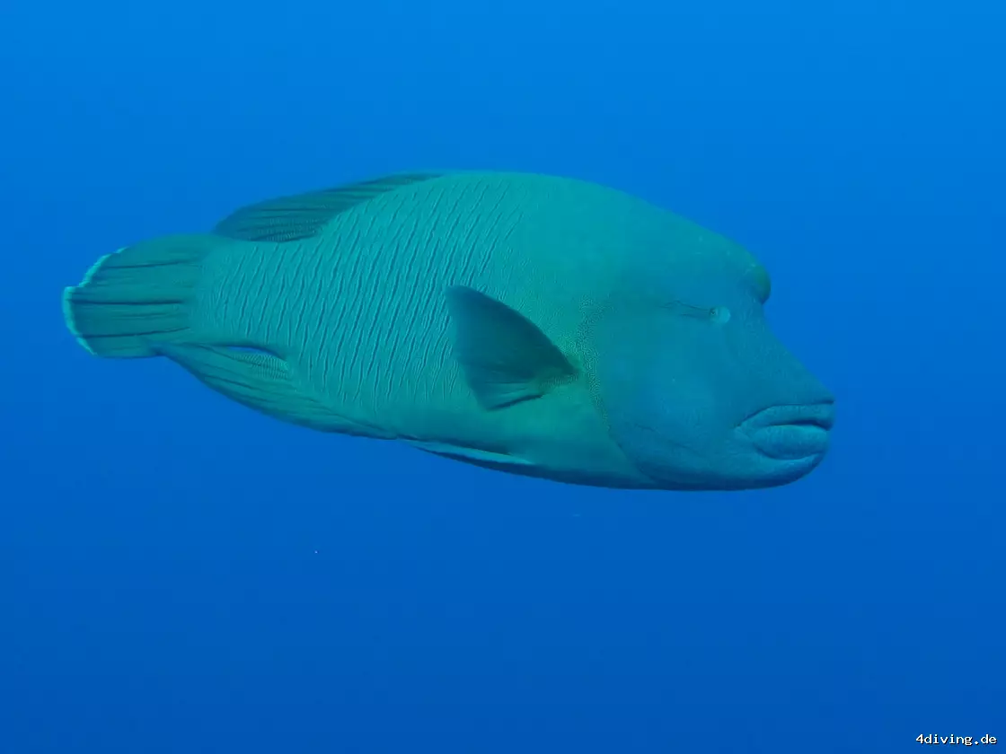 Tauchfoto olhuveli-51