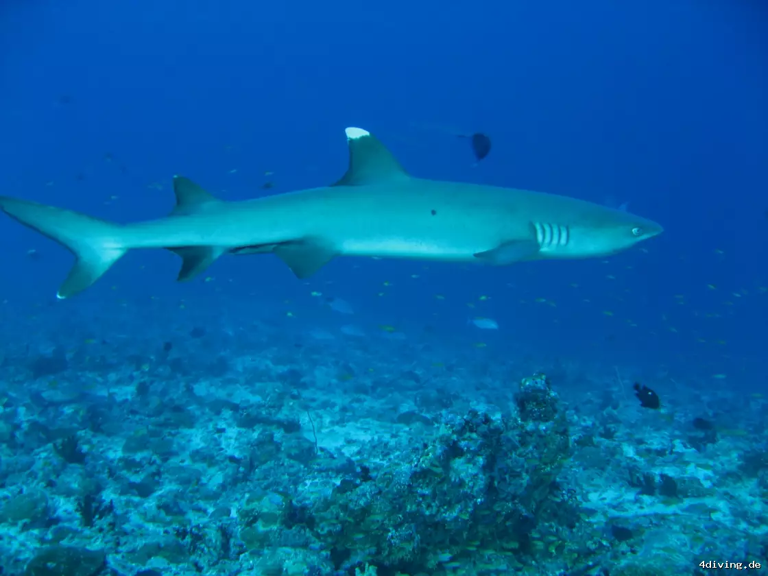 Tauchfoto olhuveli-52