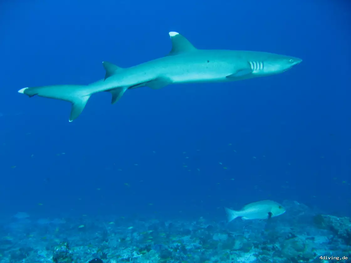 Tauchfoto olhuveli-53