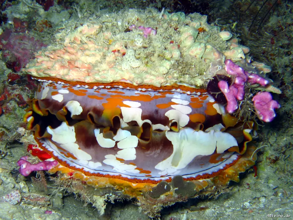 Tauchfoto olhuveli-54