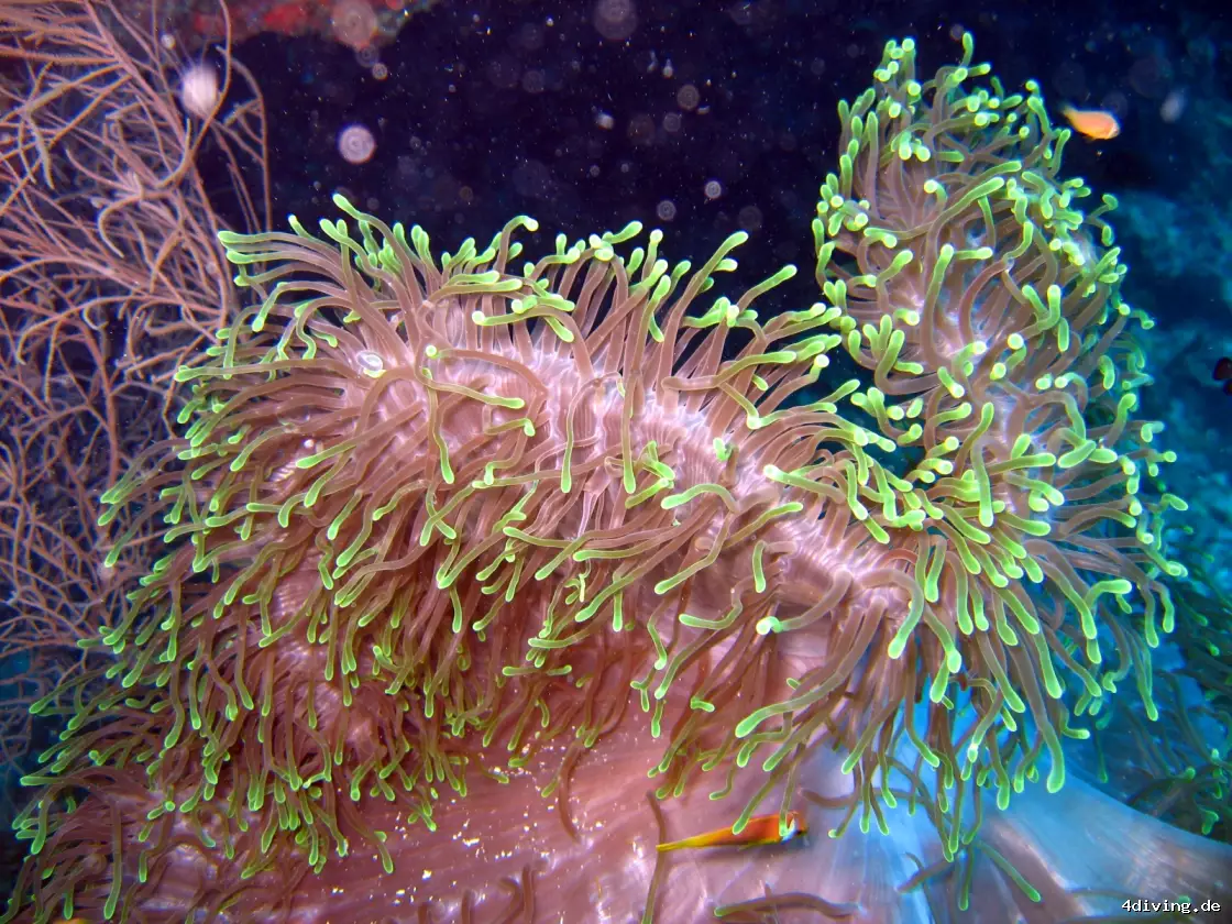 Tauchfoto olhuveli-56