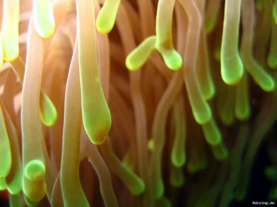 Tauchfoto olhuveli-57