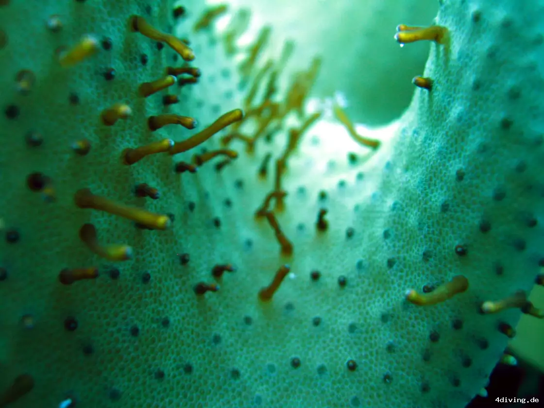 Tauchfoto olhuveli-58