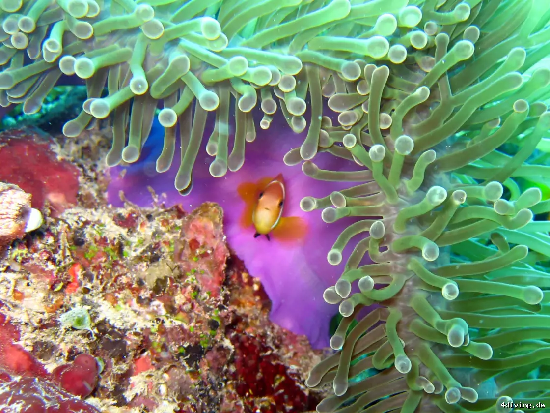 Tauchfoto olhuveli-60