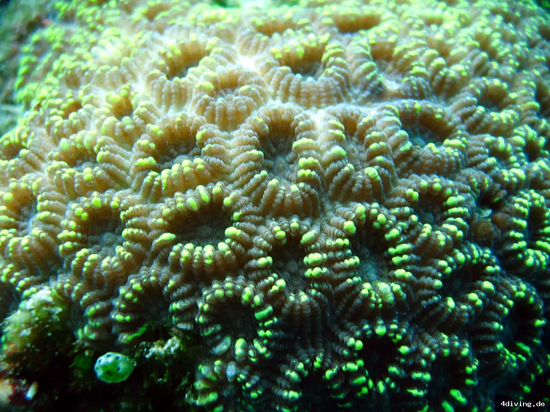 Tauchfoto olhuveli-61