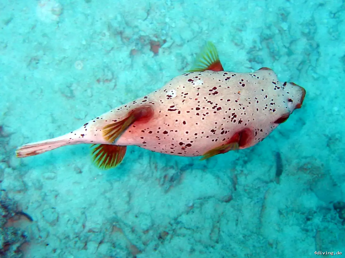 Tauchfoto olhuveli-62