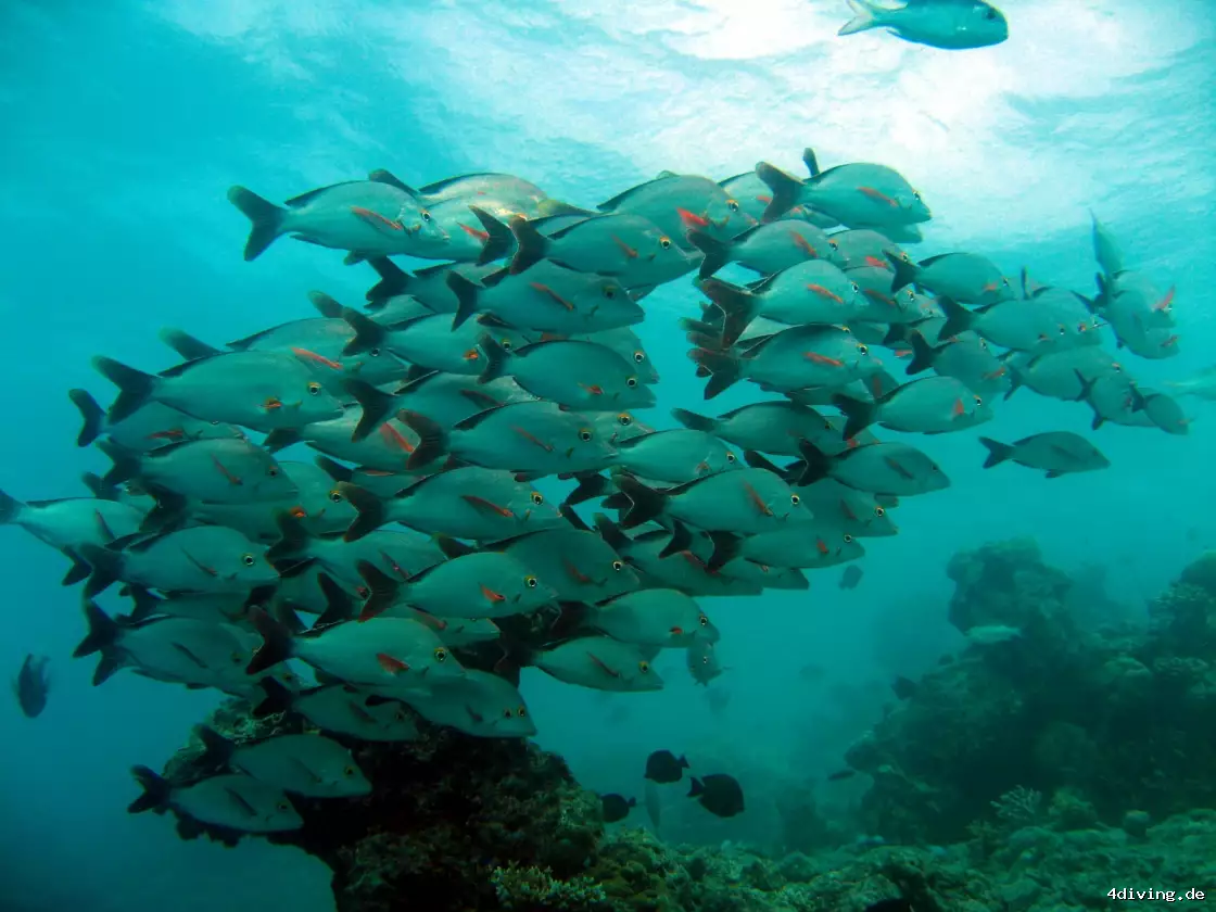 Tauchfoto olhuveli-63