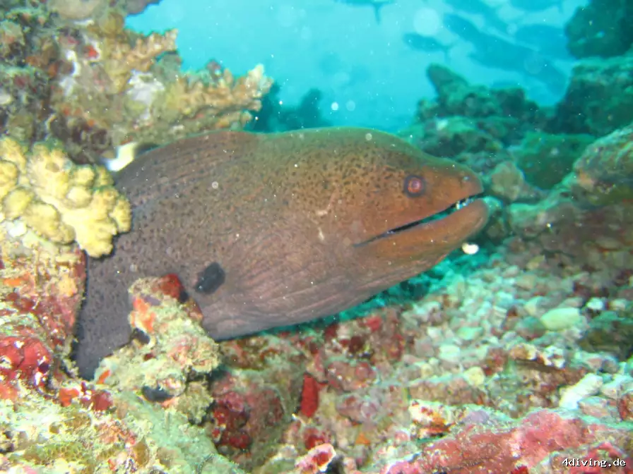 Tauchfoto royal-island-01