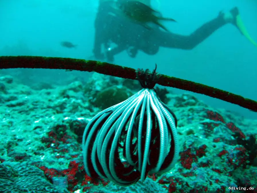 Tauchfoto royal-island-02