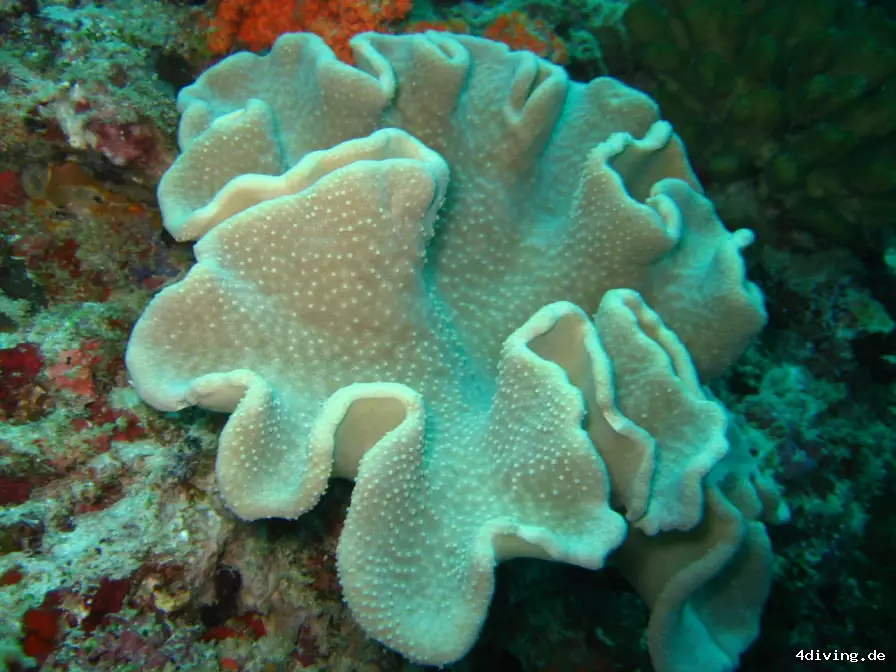 Tauchfoto royal-island-04