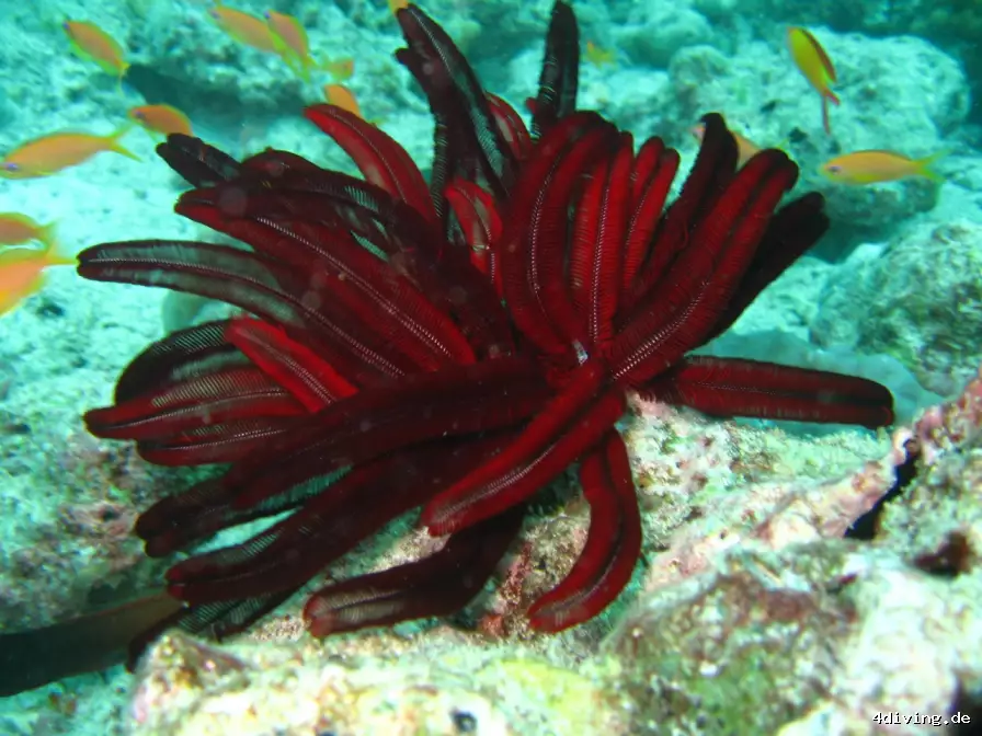 Tauchfoto royal-island-05