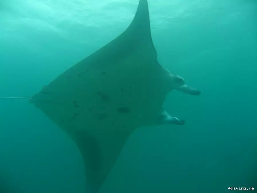 Tauchfoto royal-island-06