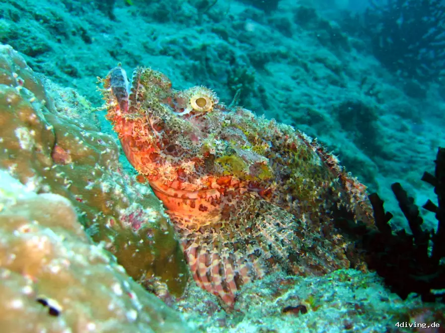 Tauchfoto royal-island-07