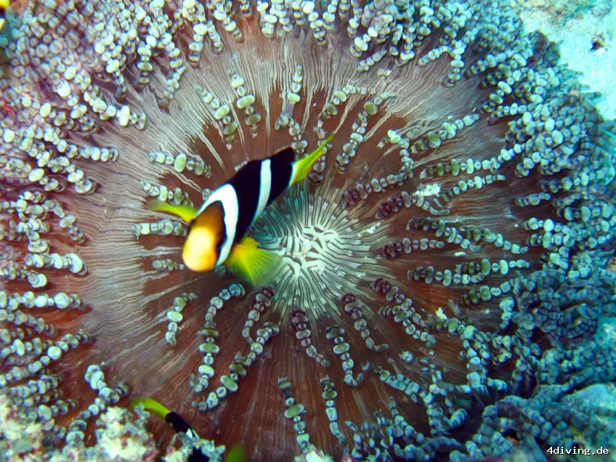 Tauchfoto royal-island-09