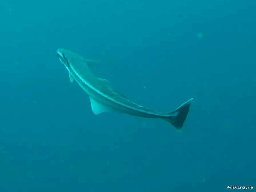 Tauchfoto royal-island-10