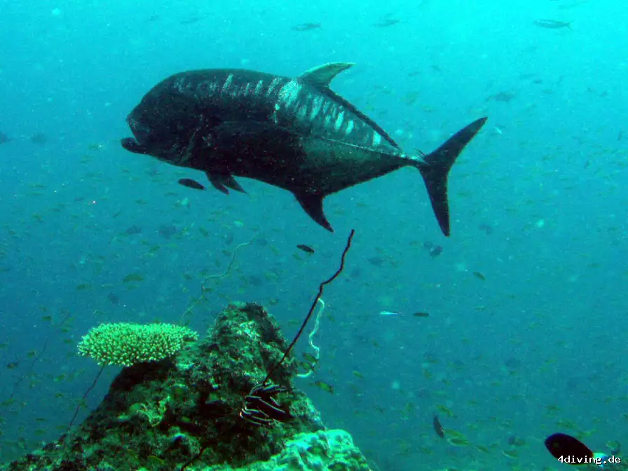 Tauchfoto royal-island-12