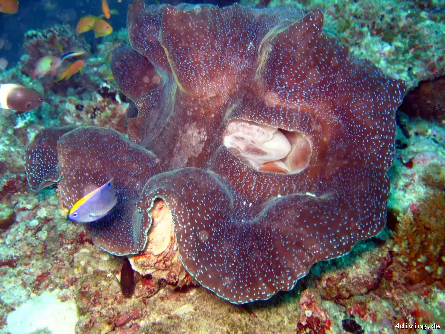 Tauchfoto royal-island-13