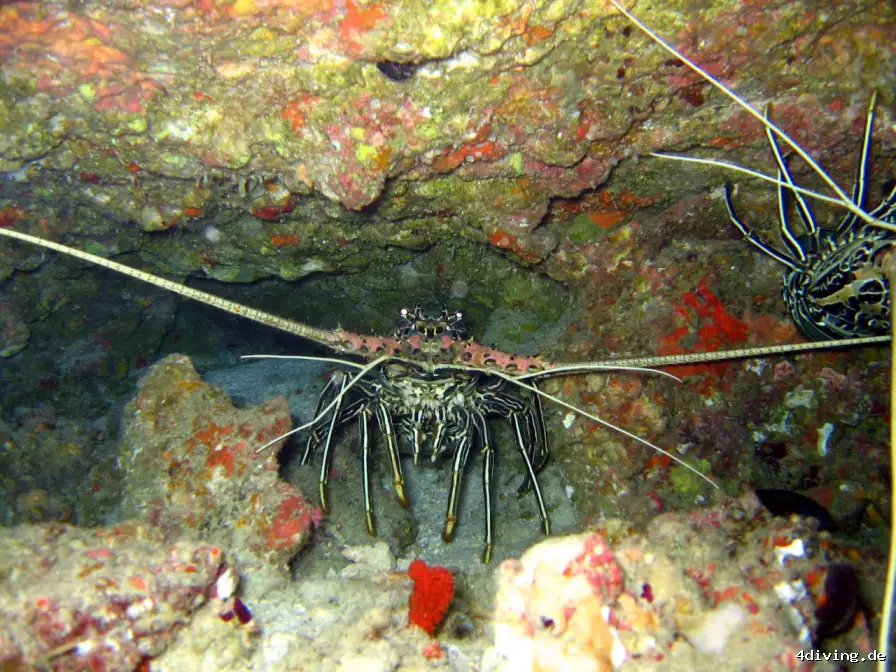 Tauchfoto royal-island-14