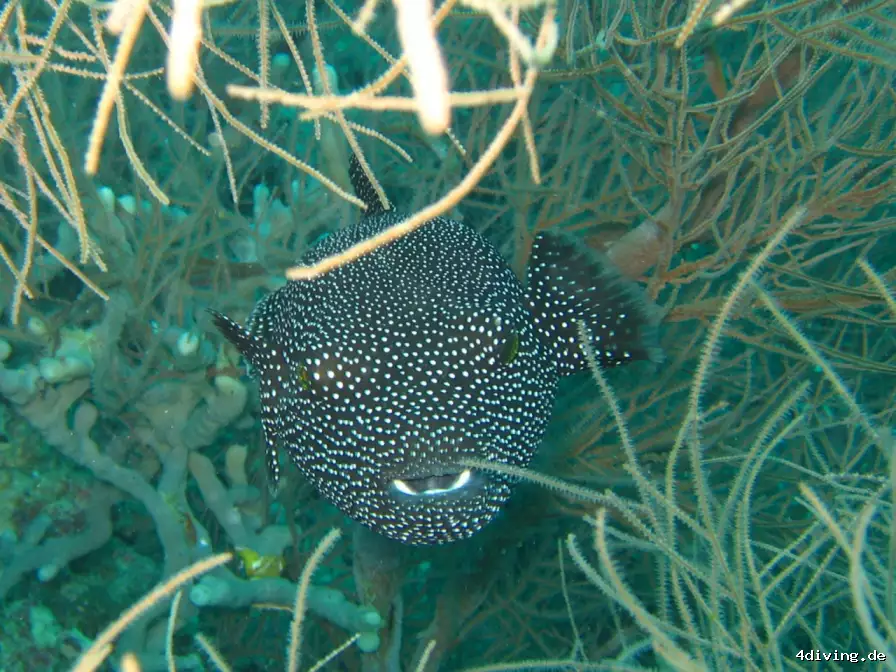 Tauchfoto royal-island-15