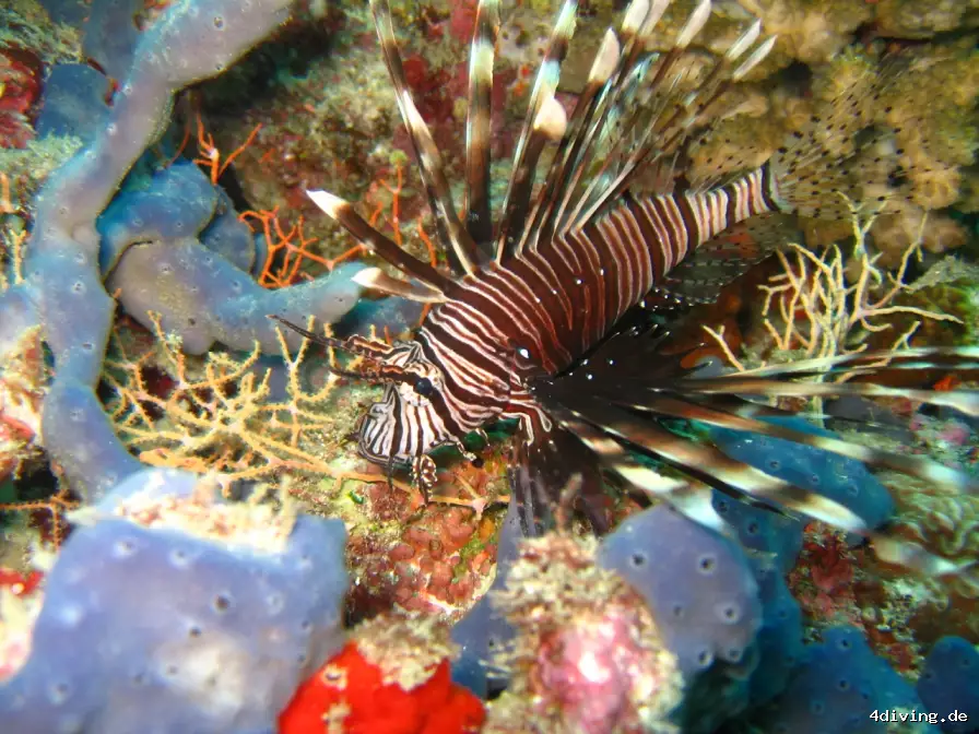 Tauchfoto royal-island-17