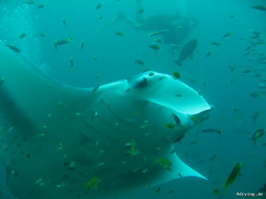 Tauchfoto royal-island-18